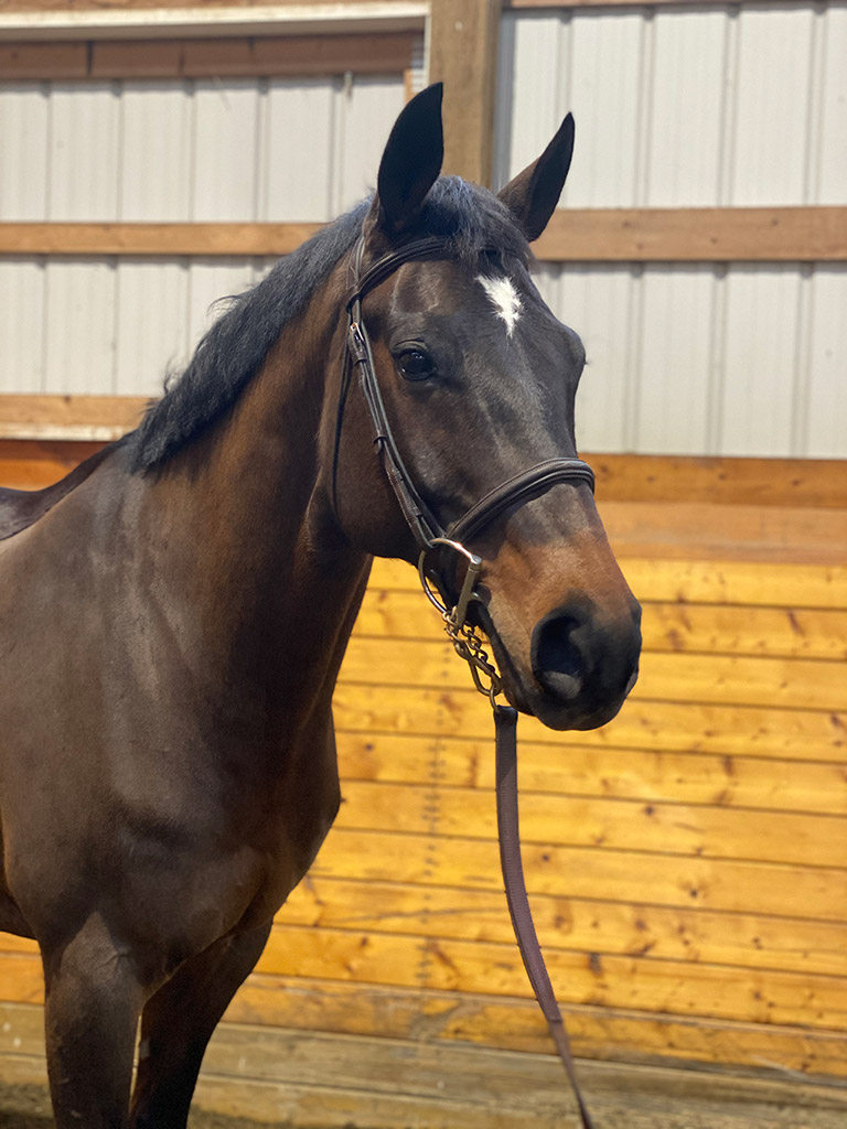 Horse for Sale under 50k Kingston K Foxstone Stable